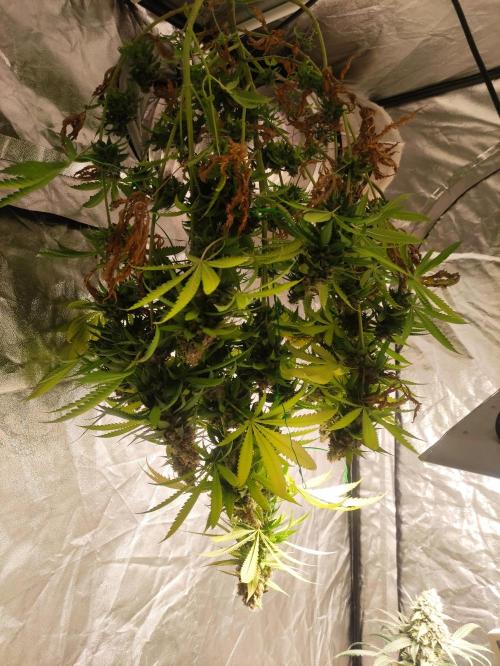 Banana Fumeeeez. Week 14