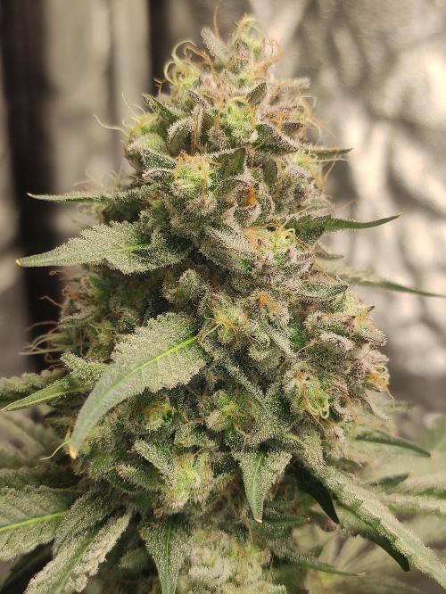 Banana Fumeeeez. Week 14