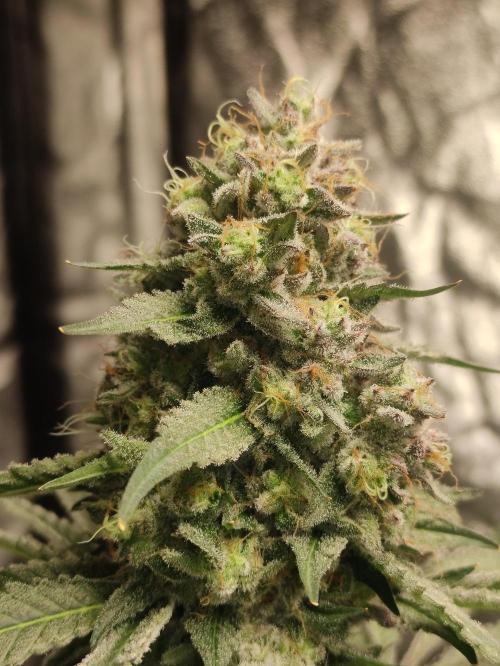 Banana Fumeeeez. Week 14