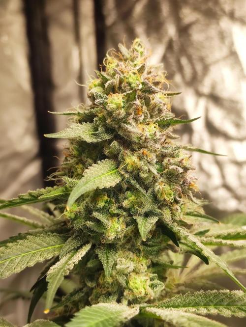 Banana Fumeeeez. Week 14