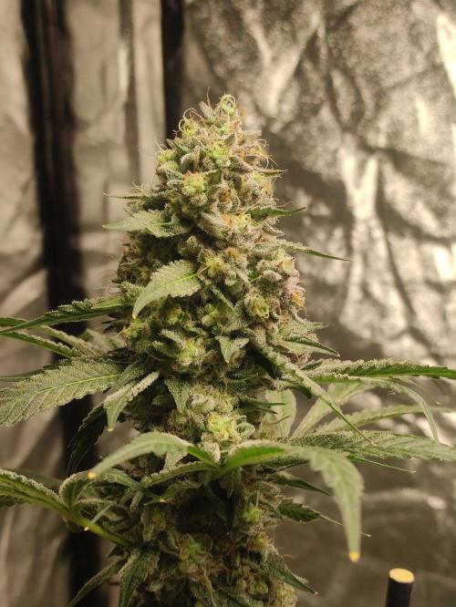 Banana Fumeeeez. Week 14