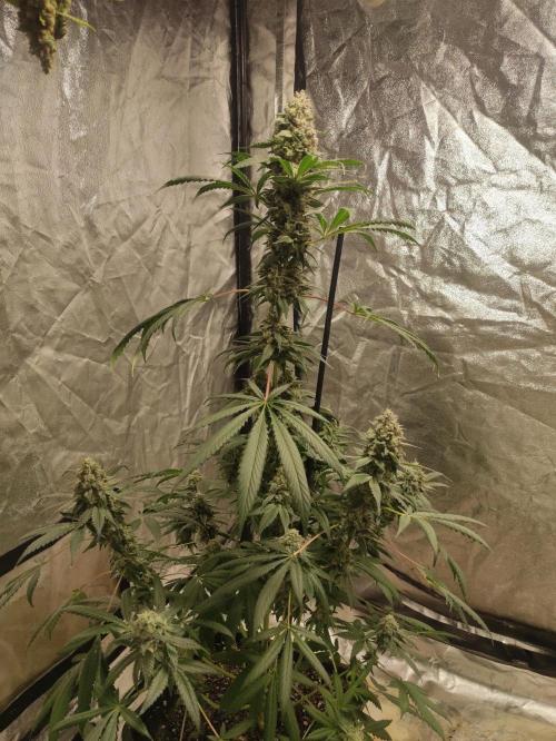 Banana Fumeeeez. Week 14