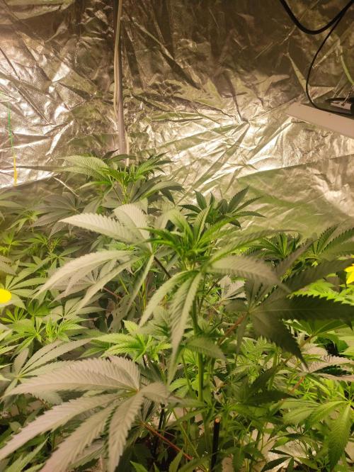 Frozen Biscotti. Week 6