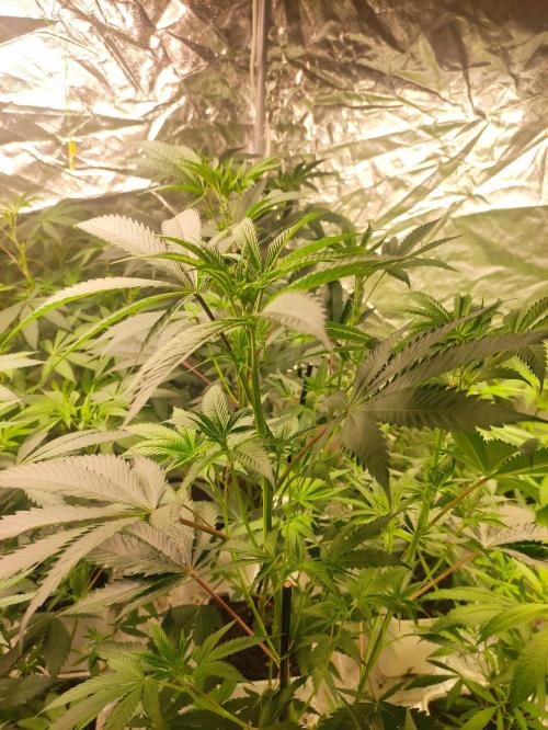 Frozen Biscotti. Week 6