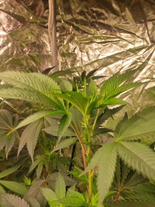 Frozen Biscotti. Week 6