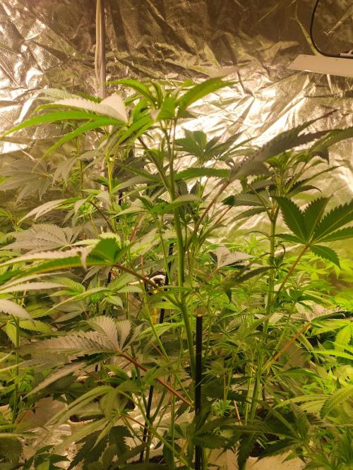 Frozen Biscotti. Week 6