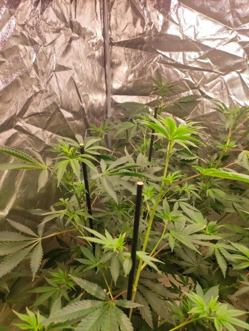 Red tropicana cookies. Week 6