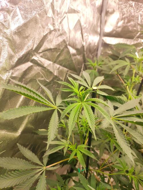 Red tropicana cookies. Week 6