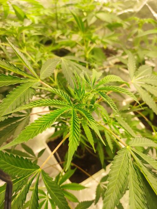 Red tropicana cookies. Week 6