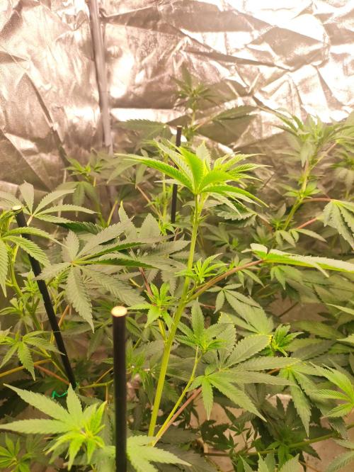 Red tropicana cookies. Week 6