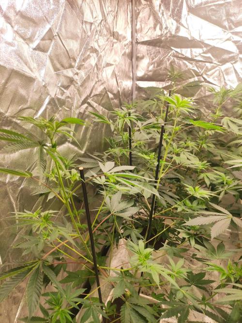 Red tropicana cookies. Week 6