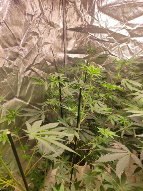 Red tropicana cookies. Week 6