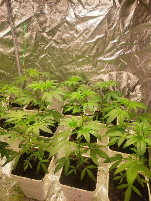 Pink Banana Runtz. Week 3