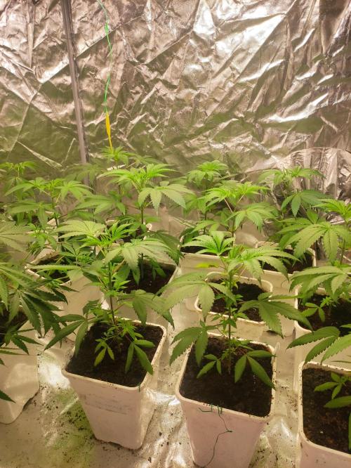 Pink Banana Runtz. Week 3