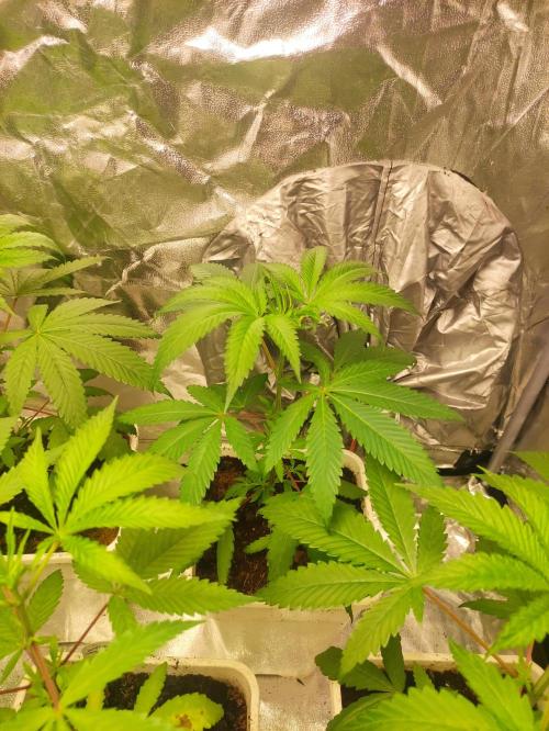 Pink Banana Runtz. Week 3