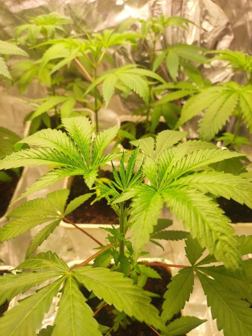 Pink Banana Runtz. Week 3