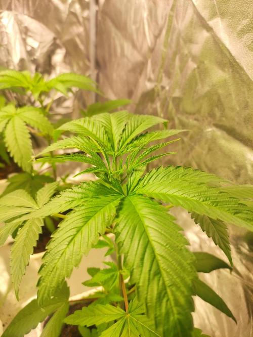 Pink Banana Runtz. Week 3