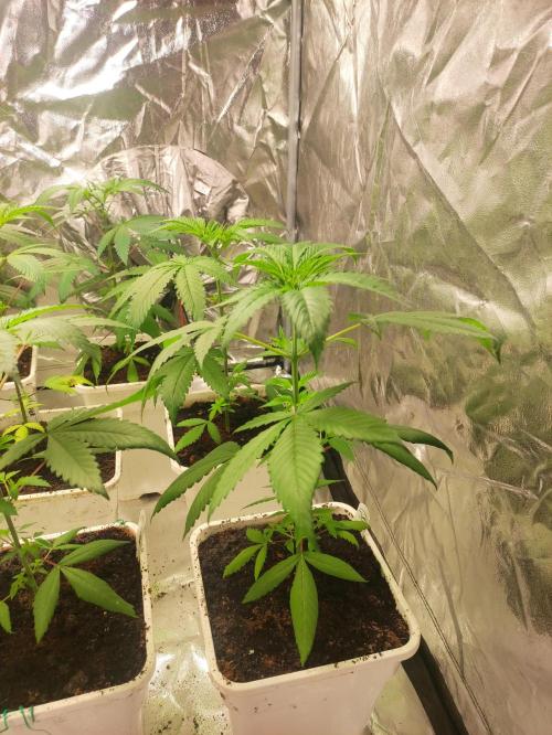 Pink Banana Runtz. Week 3