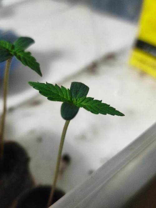 Pineapple Pulse. Week 0