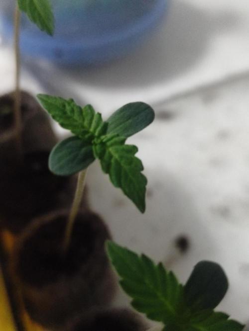 Pineapple Pulse. Week 0