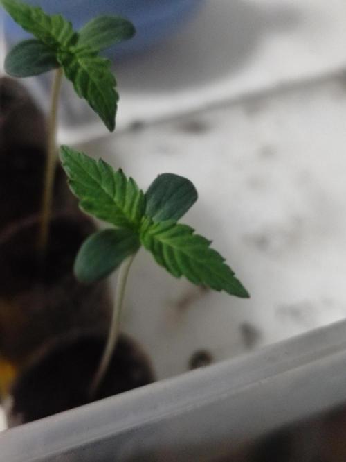 Pineapple Pulse. Week 0