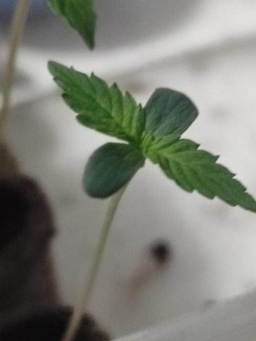 Fumepop Auto. Week 0