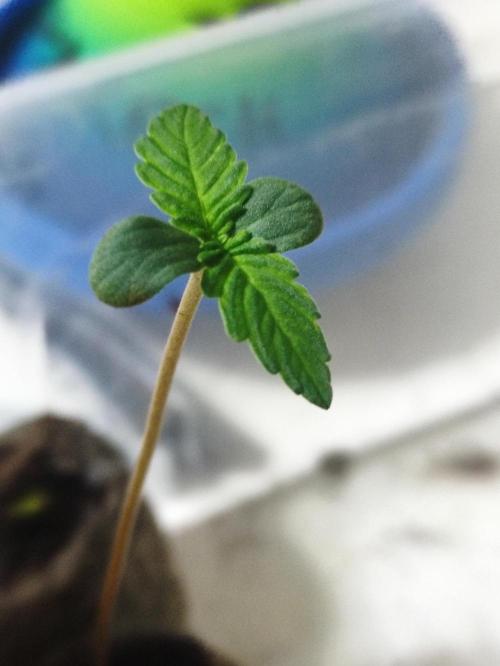 Fumepop Auto. Week 0