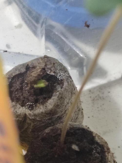 Fumepop Auto. Week 0