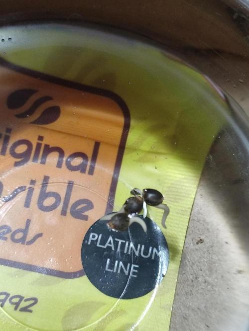 Fumepop Auto. Week 0