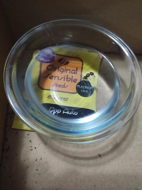 Fumepop Auto. Week 0