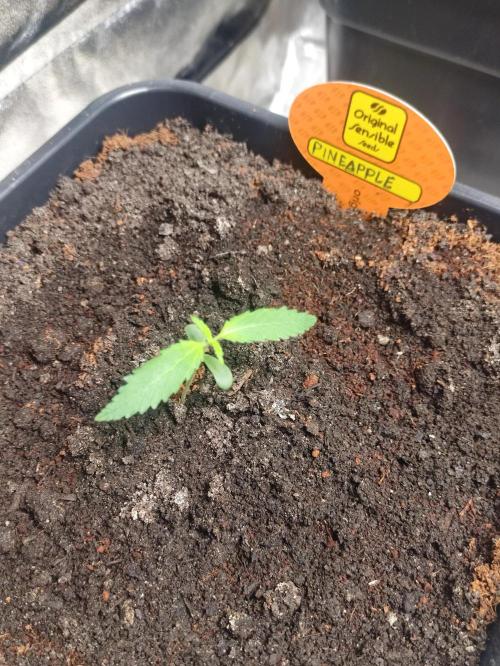 Pineapple Pulse. Week 1