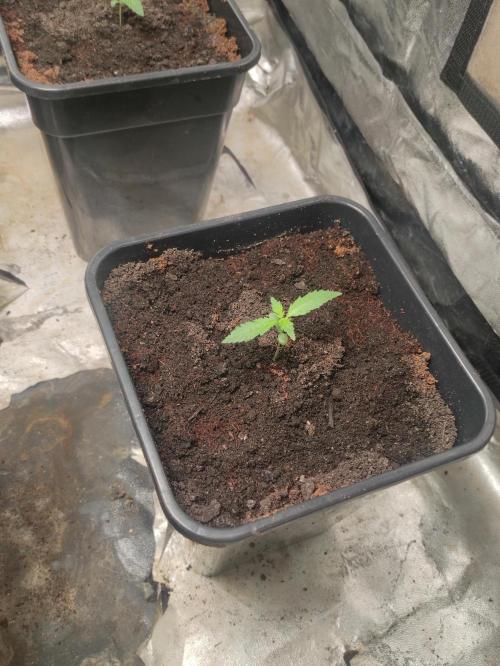 Pineapple Pulse. Week 1