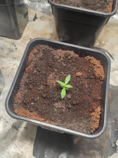 Pineapple Pulse. Week 1