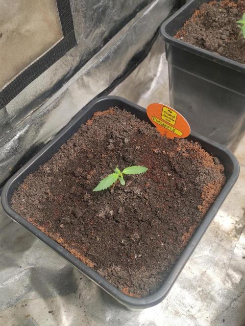 Pineapple Pulse. Week 1