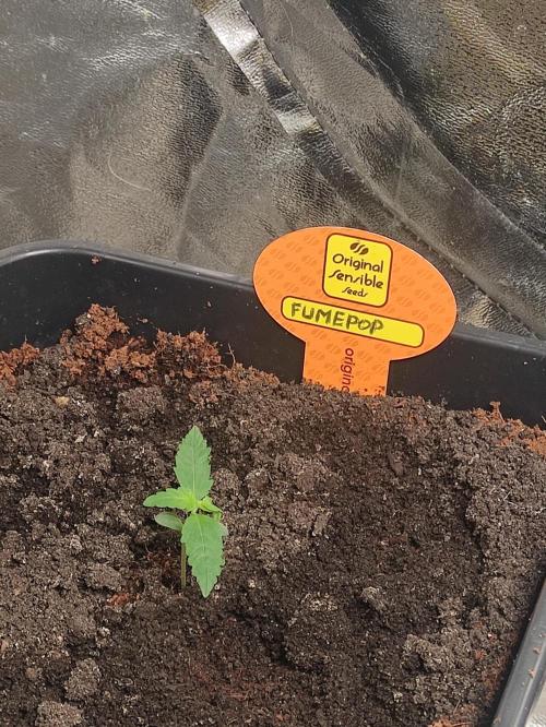 Fumepop Auto. Week 1