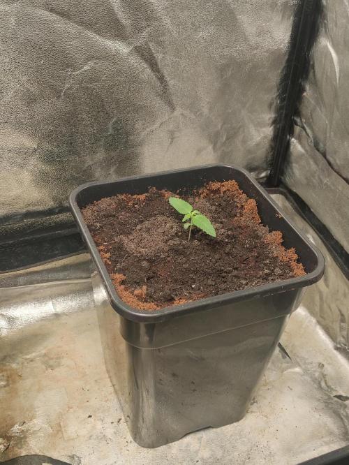 Fumepop Auto. Week 1