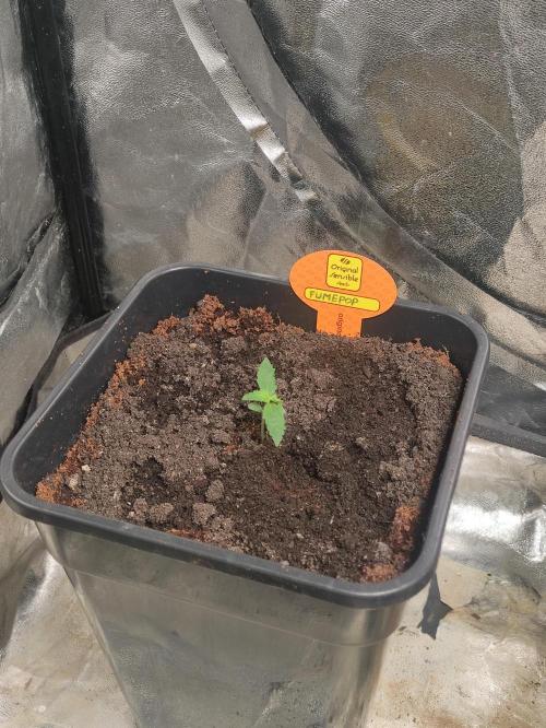 Fumepop Auto. Week 1