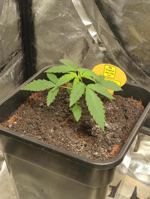 Fumepop Auto. Week 2