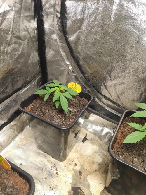 Fumepop Auto. Week 2