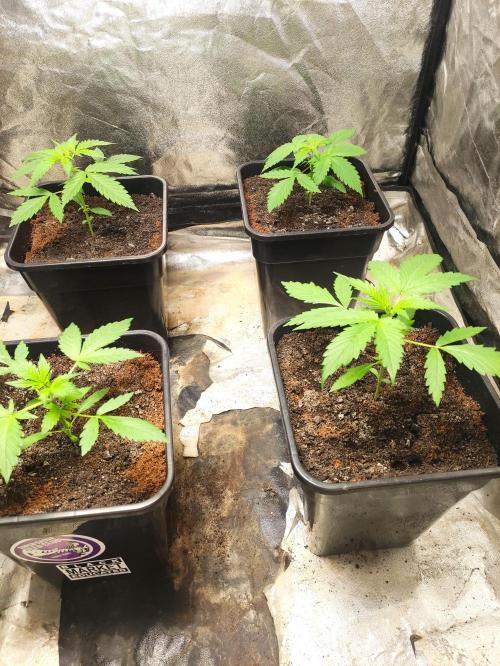 Fumepop Auto. Week 2