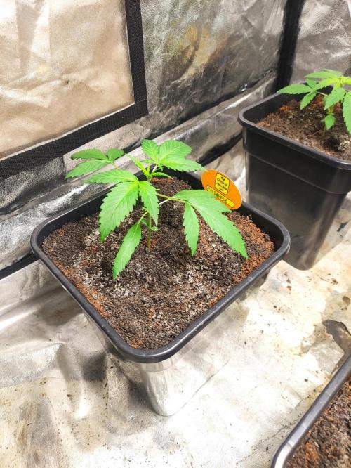 Pineapple Pulse. Week 2