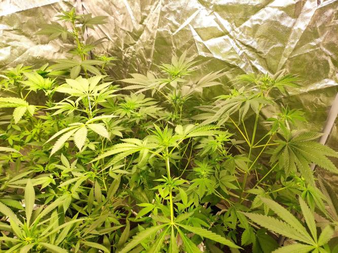 Pink Banana Runtz. Week 4