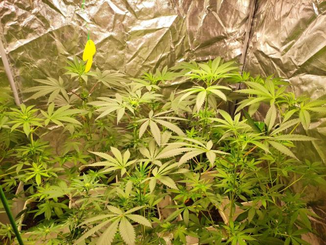 Pink Banana Runtz. Week 4