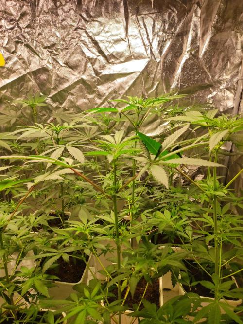 Pink Banana Runtz. Week 4