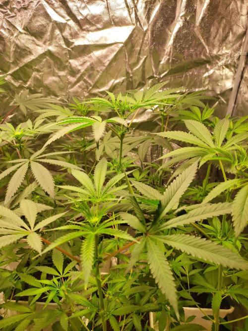 Pink Banana Runtz. Week 4