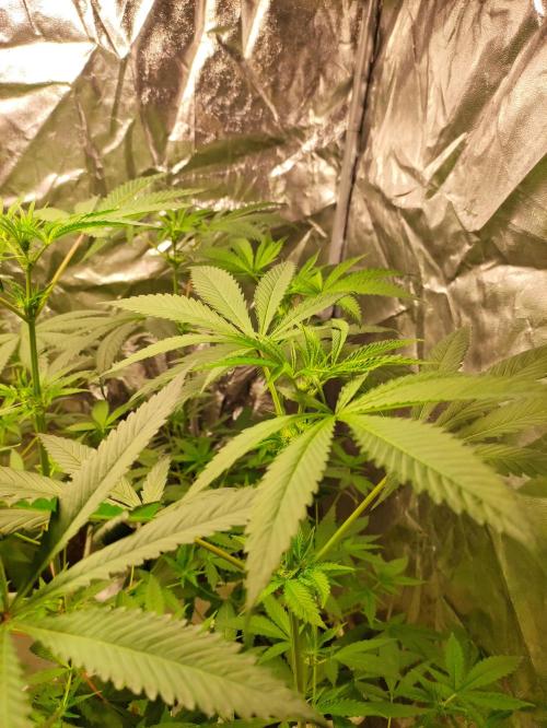 Pink Banana Runtz. Week 4