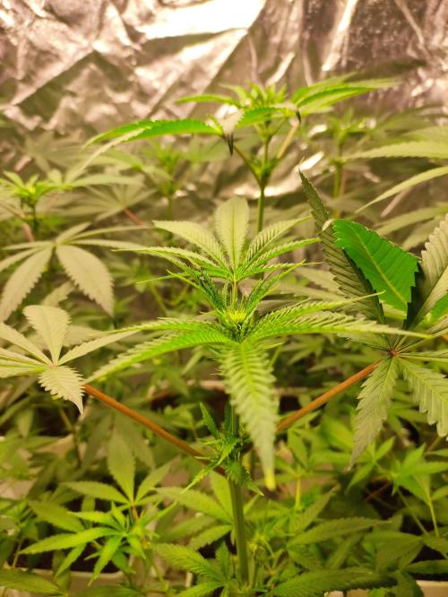 Pink Banana Runtz. Week 4