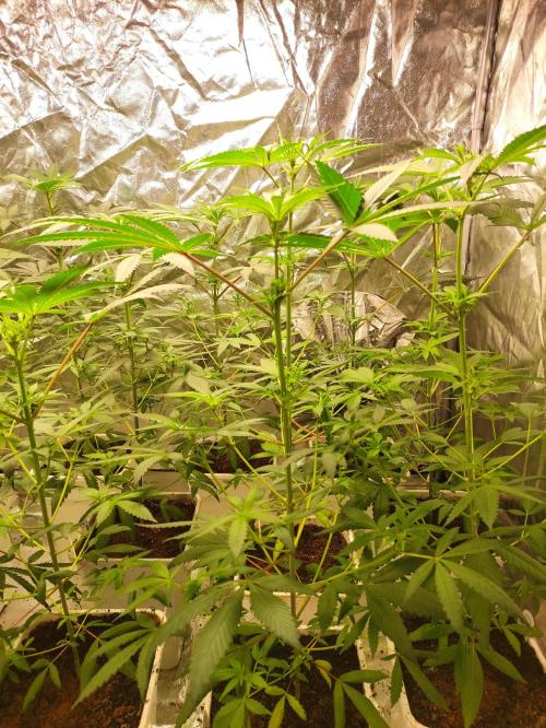 Pink Banana Runtz. Week 4