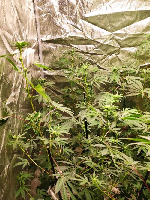 Red tropicana cookies. Week 7