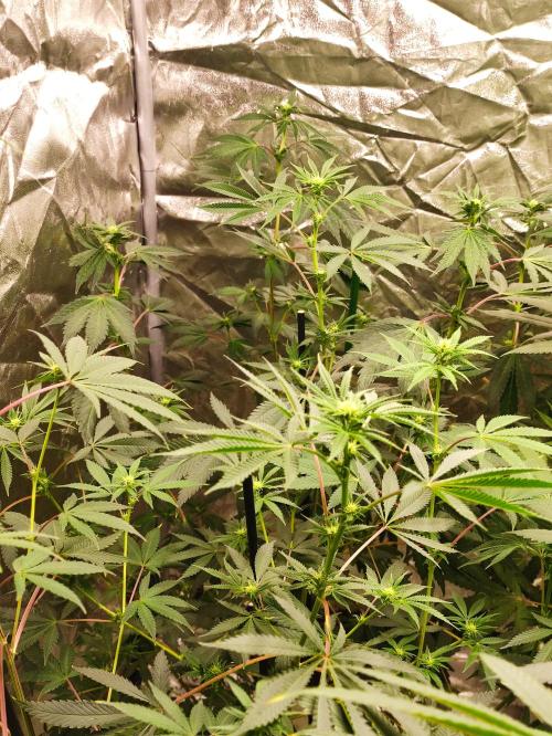 Red tropicana cookies. Week 7